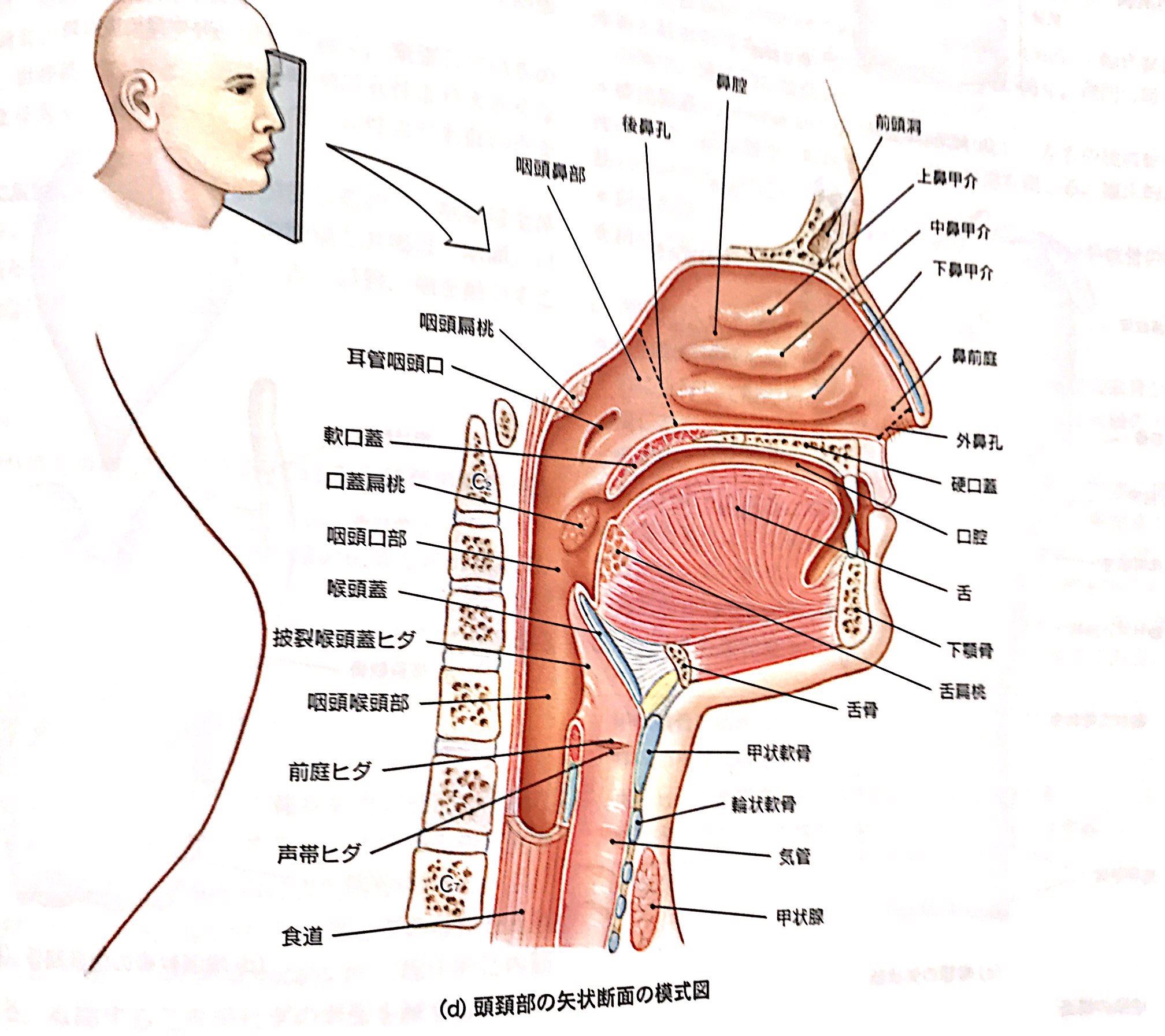 喉の構造
